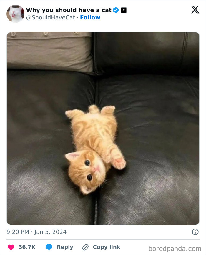 This Page Shares &lsquo;Why You Should Have A Cat&rsquo; And Here&rsquo;s 50 Of The Most Compelling Reasons (New Pics)