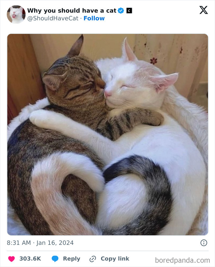 This Page Shares &lsquo;Why You Should Have A Cat&rsquo; And Here&rsquo;s 50 Of The Most Compelling Reasons (New Pics)