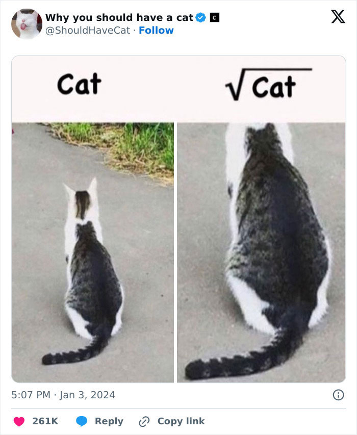 This Page Shares &lsquo;Why You Should Have A Cat&rsquo; And Here&rsquo;s 50 Of The Most Compelling Reasons (New Pics)