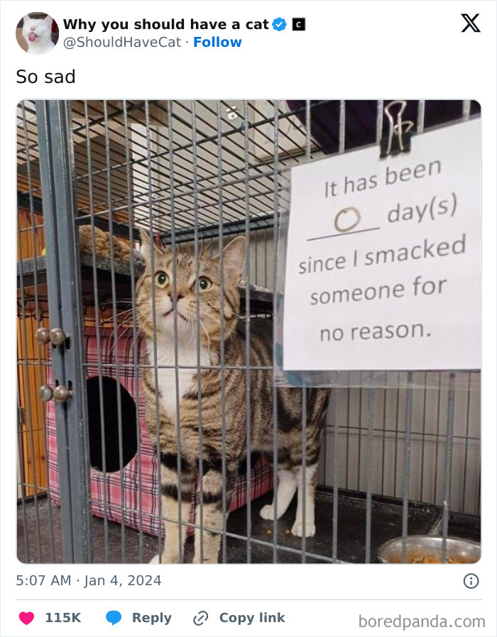 This Page Shares &lsquo;Why You Should Have A Cat&rsquo; And Here&rsquo;s 50 Of The Most Compelling Reasons (New Pics)