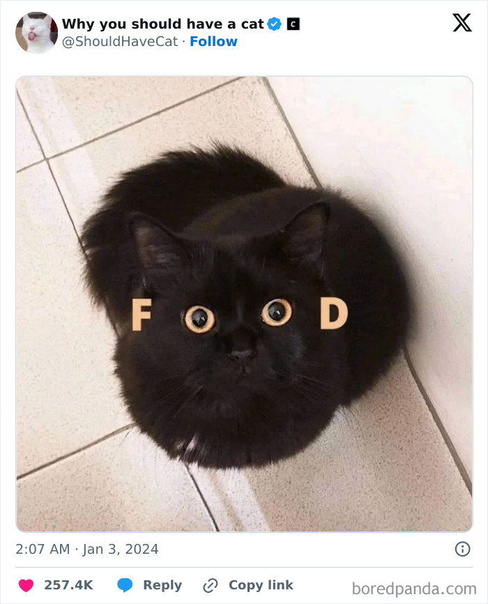 This Page Shares &lsquo;Why You Should Have A Cat&rsquo; And Here&rsquo;s 50 Of The Most Compelling Reasons (New Pics)