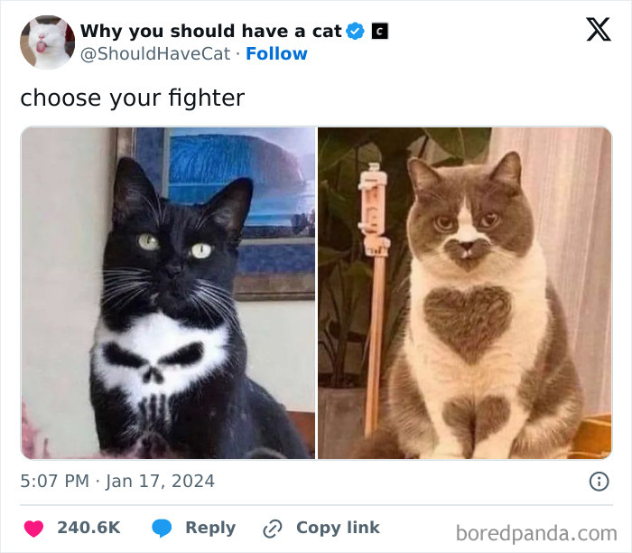 This Page Shares &lsquo;Why You Should Have A Cat&rsquo; And Here&rsquo;s 50 Of The Most Compelling Reasons (New Pics)