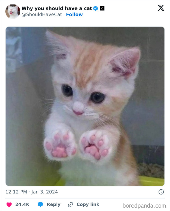 This Page Shares &lsquo;Why You Should Have A Cat&rsquo; And Here&rsquo;s 50 Of The Most Compelling Reasons (New Pics)