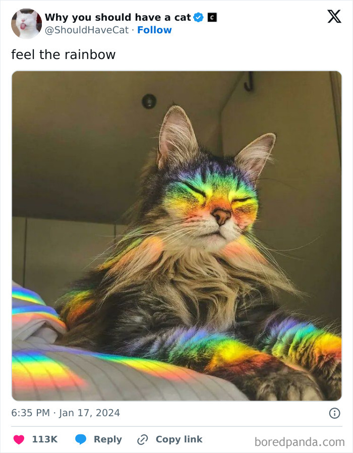 This Page Shares &lsquo;Why You Should Have A Cat&rsquo; And Here&rsquo;s 50 Of The Most Compelling Reasons (New Pics)