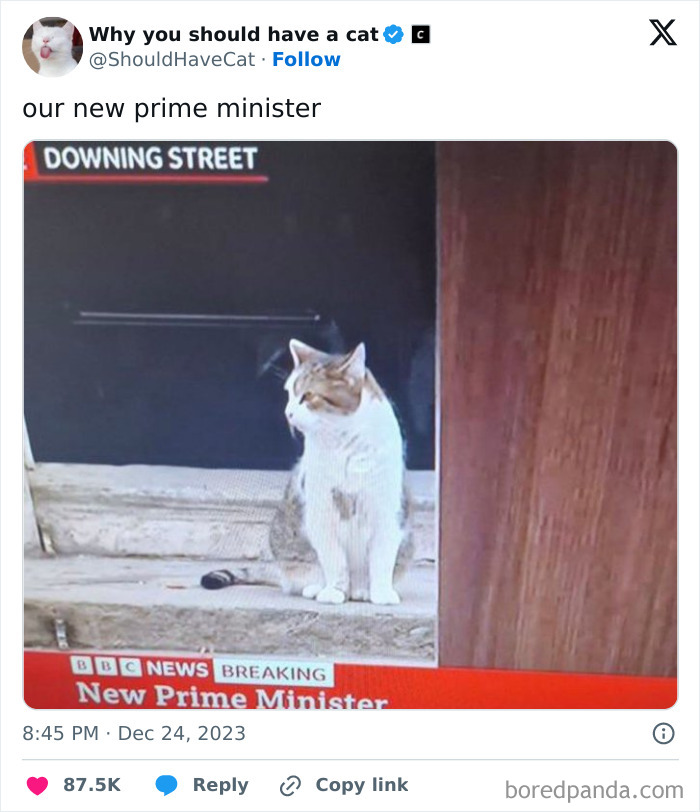 This Page Shares &lsquo;Why You Should Have A Cat&rsquo; And Here&rsquo;s 50 Of The Most Compelling Reasons (New Pics)