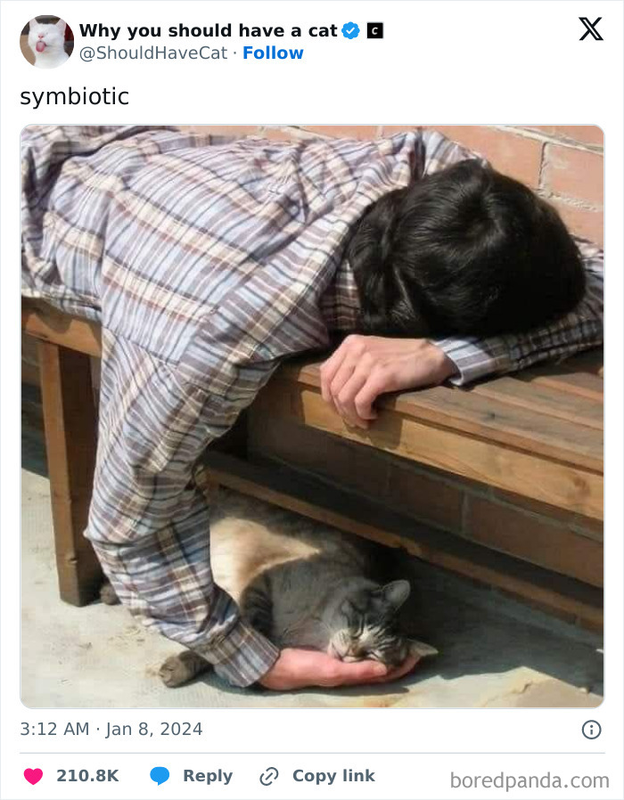 This Page Shares &lsquo;Why You Should Have A Cat&rsquo; And Here&rsquo;s 50 Of The Most Compelling Reasons (New Pics)