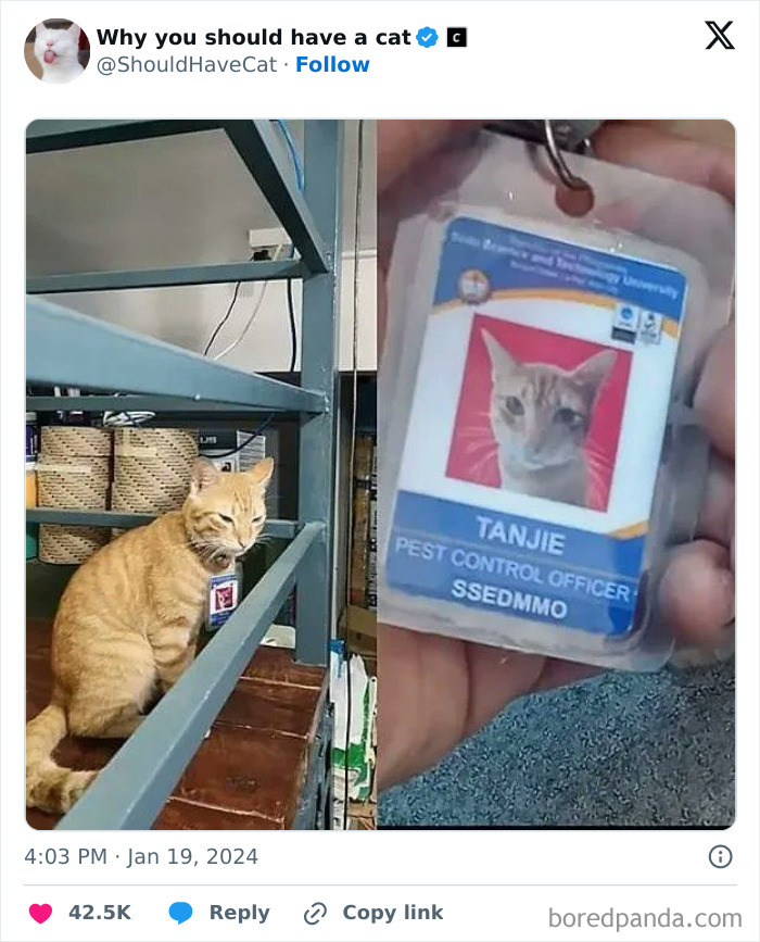 This Page Shares &lsquo;Why You Should Have A Cat&rsquo; And Here&rsquo;s 50 Of The Most Compelling Reasons (New Pics)