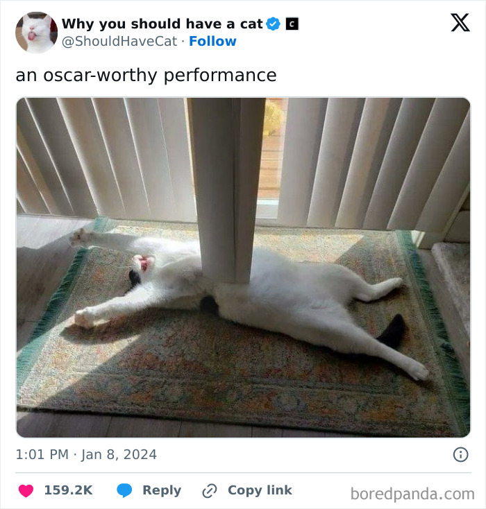 This Page Shares &lsquo;Why You Should Have A Cat&rsquo; And Here&rsquo;s 50 Of The Most Compelling Reasons (New Pics)