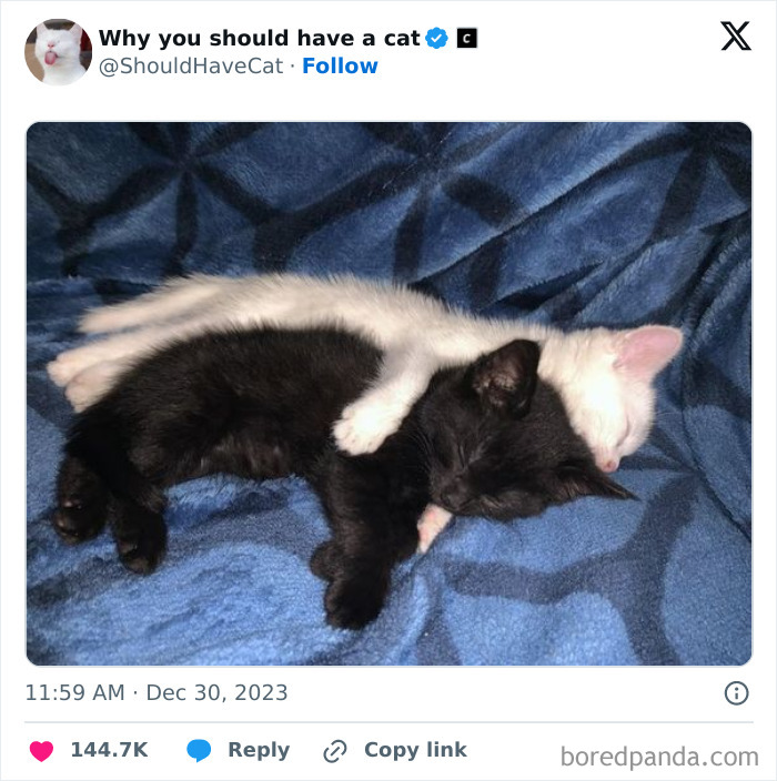 This Page Shares &lsquo;Why You Should Have A Cat&rsquo; And Here&rsquo;s 50 Of The Most Compelling Reasons (New Pics)
