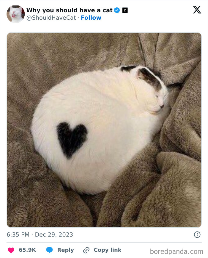 This Page Shares &lsquo;Why You Should Have A Cat&rsquo; And Here&rsquo;s 50 Of The Most Compelling Reasons (New Pics)