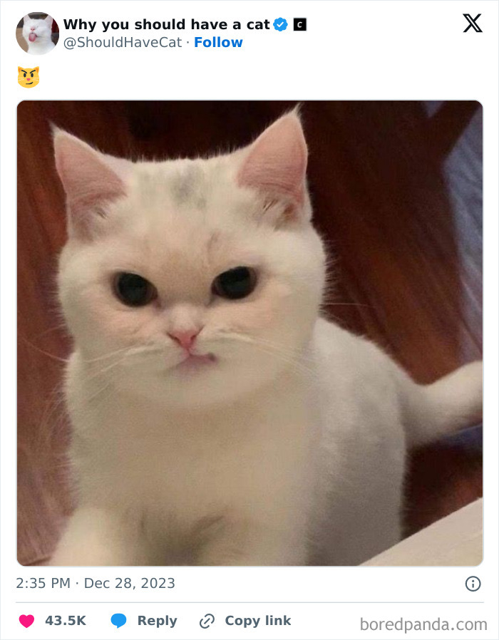 This Page Shares &lsquo;Why You Should Have A Cat&rsquo; And Here&rsquo;s 50 Of The Most Compelling Reasons (New Pics)