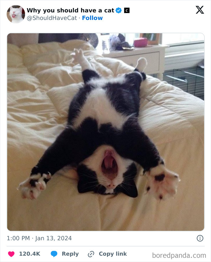 This Page Shares &lsquo;Why You Should Have A Cat&rsquo; And Here&rsquo;s 50 Of The Most Compelling Reasons (New Pics)