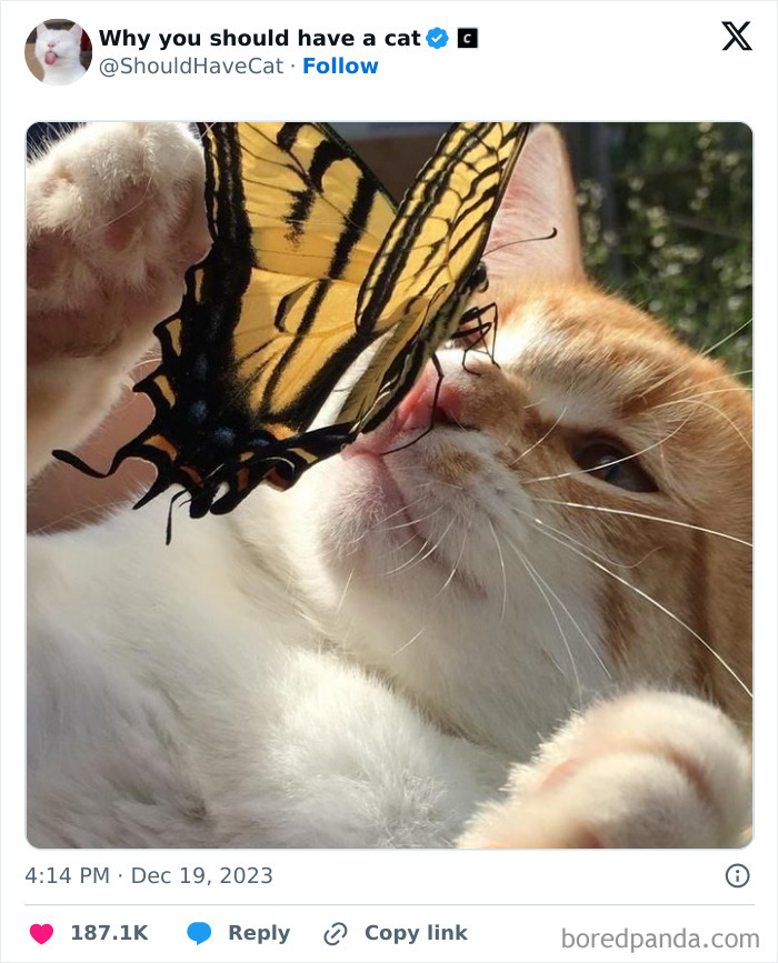 This Page Shares &lsquo;Why You Should Have A Cat&rsquo; And Here&rsquo;s 50 Of The Most Compelling Reasons (New Pics)