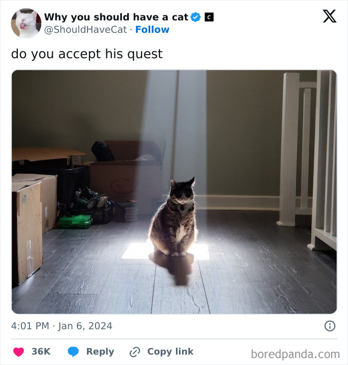 This Page Shares &lsquo;Why You Should Have A Cat&rsquo; And Here&rsquo;s 50 Of The Most Compelling Reasons (New Pics)