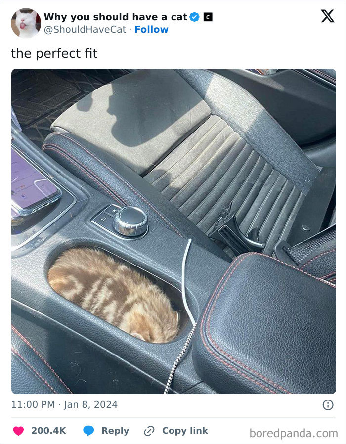 This Page Shares &lsquo;Why You Should Have A Cat&rsquo; And Here&rsquo;s 50 Of The Most Compelling Reasons (New Pics)