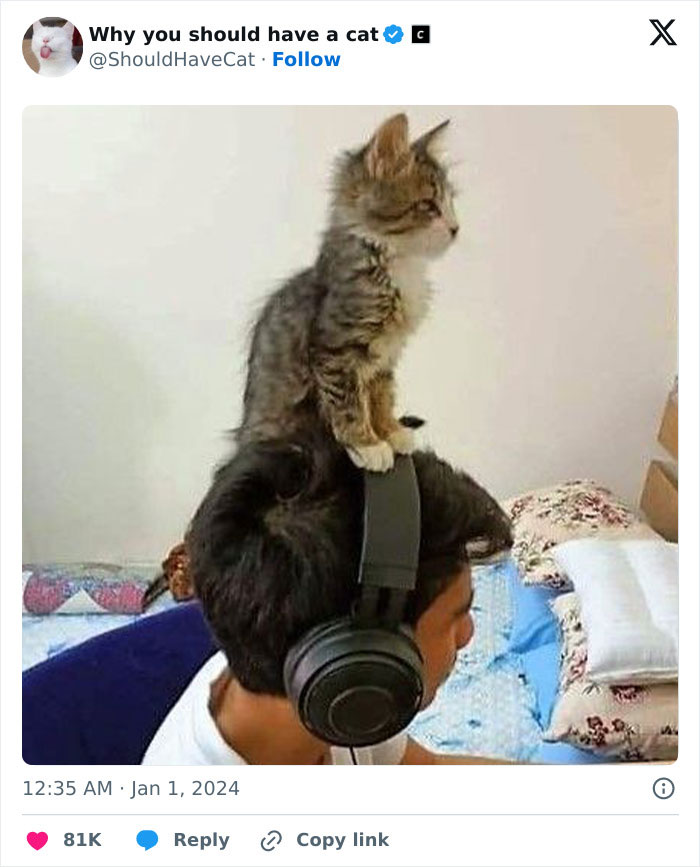 This Page Shares &lsquo;Why You Should Have A Cat&rsquo; And Here&rsquo;s 50 Of The Most Compelling Reasons (New Pics)