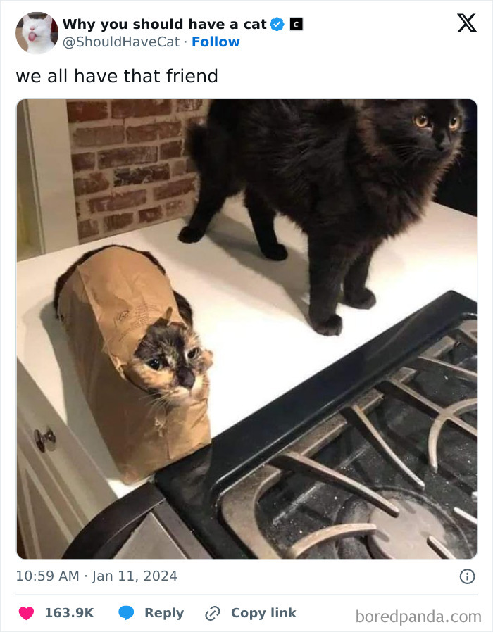 This Page Shares &lsquo;Why You Should Have A Cat&rsquo; And Here&rsquo;s 50 Of The Most Compelling Reasons (New Pics)