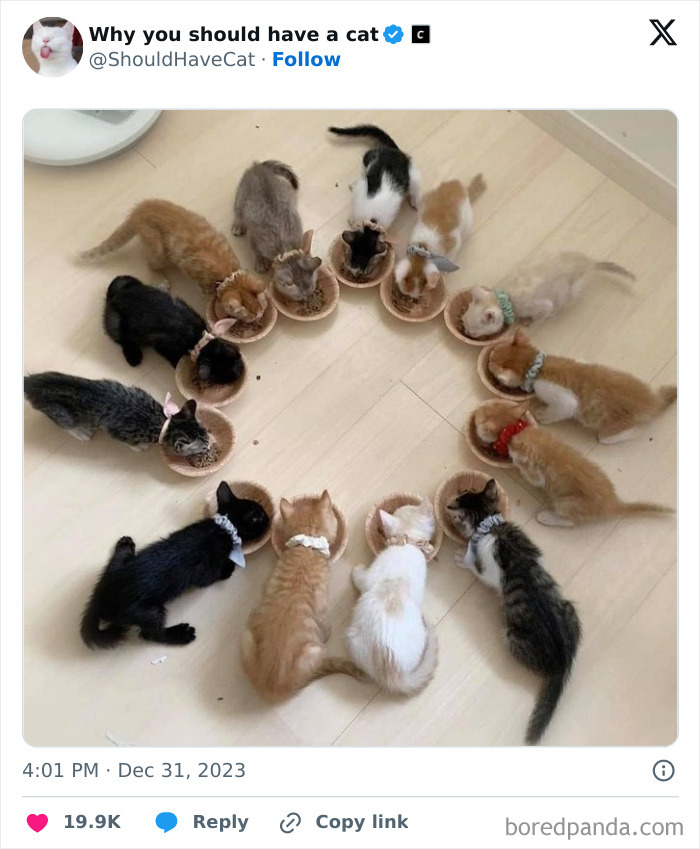 This Page Shares &lsquo;Why You Should Have A Cat&rsquo; And Here&rsquo;s 50 Of The Most Compelling Reasons (New Pics)