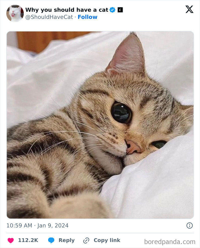 This Page Shares &lsquo;Why You Should Have A Cat&rsquo; And Here&rsquo;s 50 Of The Most Compelling Reasons (New Pics)