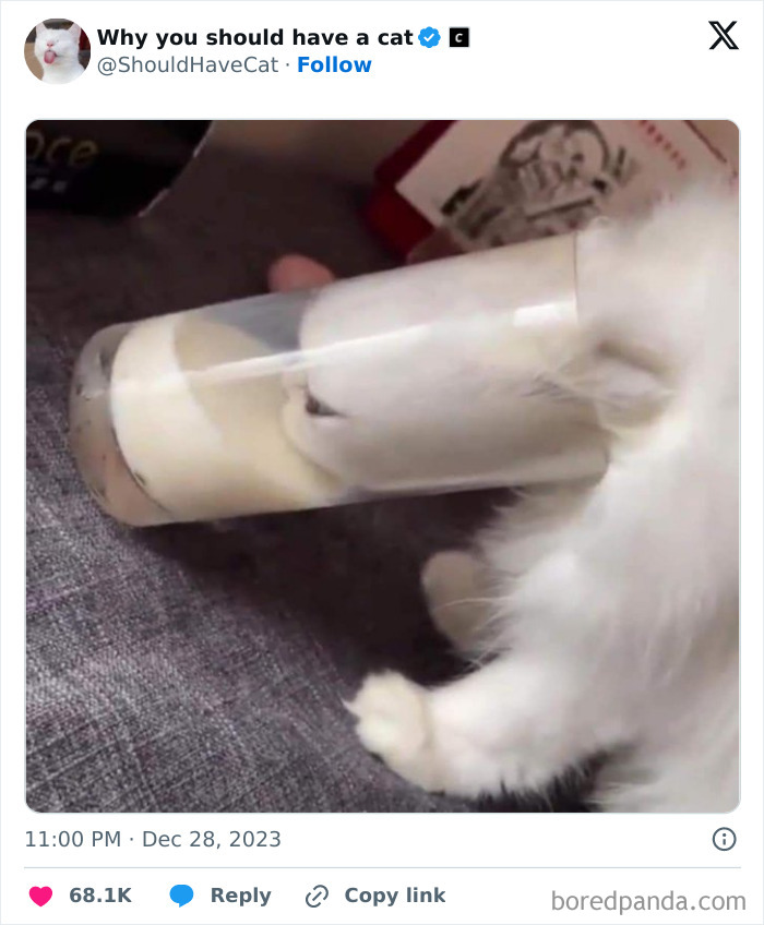 This Page Shares &lsquo;Why You Should Have A Cat&rsquo; And Here&rsquo;s 50 Of The Most Compelling Reasons (New Pics)