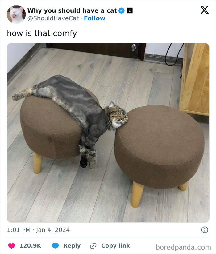 This Page Shares &lsquo;Why You Should Have A Cat&rsquo; And Here&rsquo;s 50 Of The Most Compelling Reasons (New Pics)