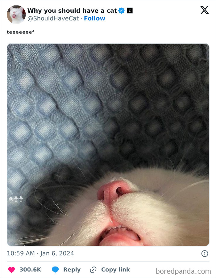 This Page Shares &lsquo;Why You Should Have A Cat&rsquo; And Here&rsquo;s 50 Of The Most Compelling Reasons (New Pics)