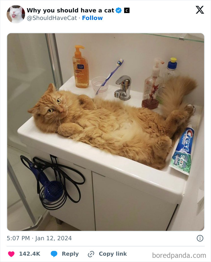 This Page Shares &lsquo;Why You Should Have A Cat&rsquo; And Here&rsquo;s 50 Of The Most Compelling Reasons (New Pics)