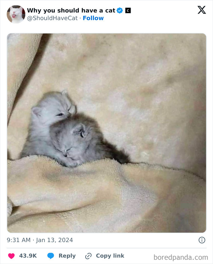 This Page Shares &lsquo;Why You Should Have A Cat&rsquo; And Here&rsquo;s 50 Of The Most Compelling Reasons (New Pics)