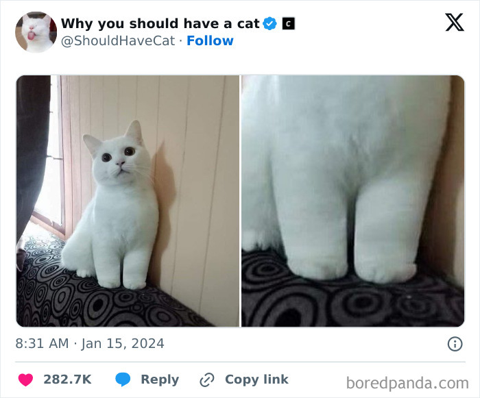 This Page Shares &lsquo;Why You Should Have A Cat&rsquo; And Here&rsquo;s 50 Of The Most Compelling Reasons (New Pics)