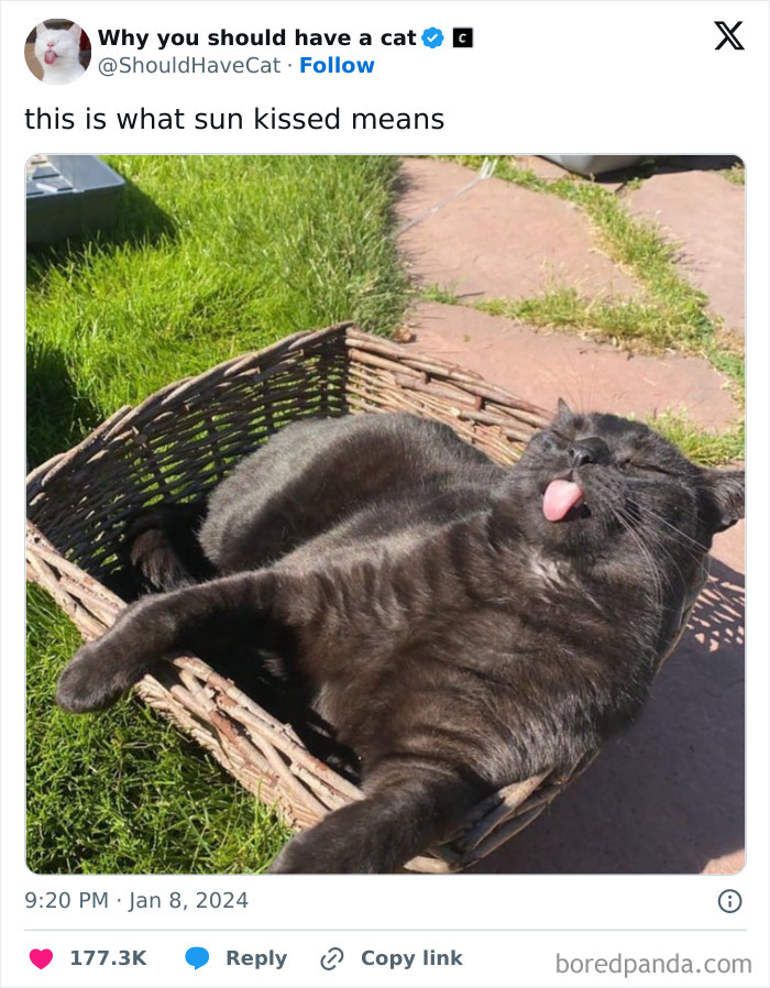 This Page Shares &lsquo;Why You Should Have A Cat&rsquo; And Here&rsquo;s 50 Of The Most Compelling Reasons (New Pics)