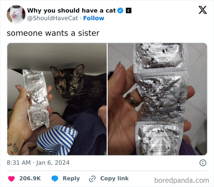 This Page Shares &lsquo;Why You Should Have A Cat&rsquo; And Here&rsquo;s 50 Of The Most Compelling Reasons (New Pics)