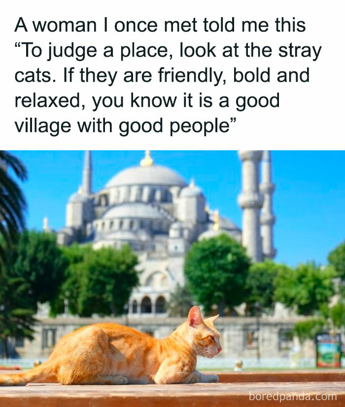 Your Daily Dose Of Kitty Content, Courtesy Of ‘Cattos Being Cattos’ (50 Posts) Your Daily Dose Of Kitty Content, Courtesy Of ‘Cattos Being Cattos’ (50 Posts)