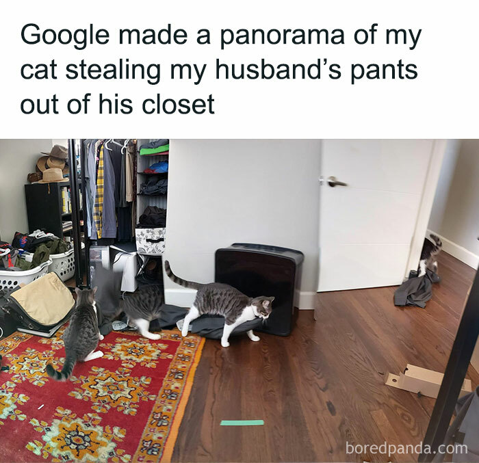 Your Daily Dose Of Kitty Content, Courtesy Of ‘Cattos Being Cattos’ (50 Posts) Your Daily Dose Of Kitty Content, Courtesy Of ‘Cattos Being Cattos’ (50 Posts)