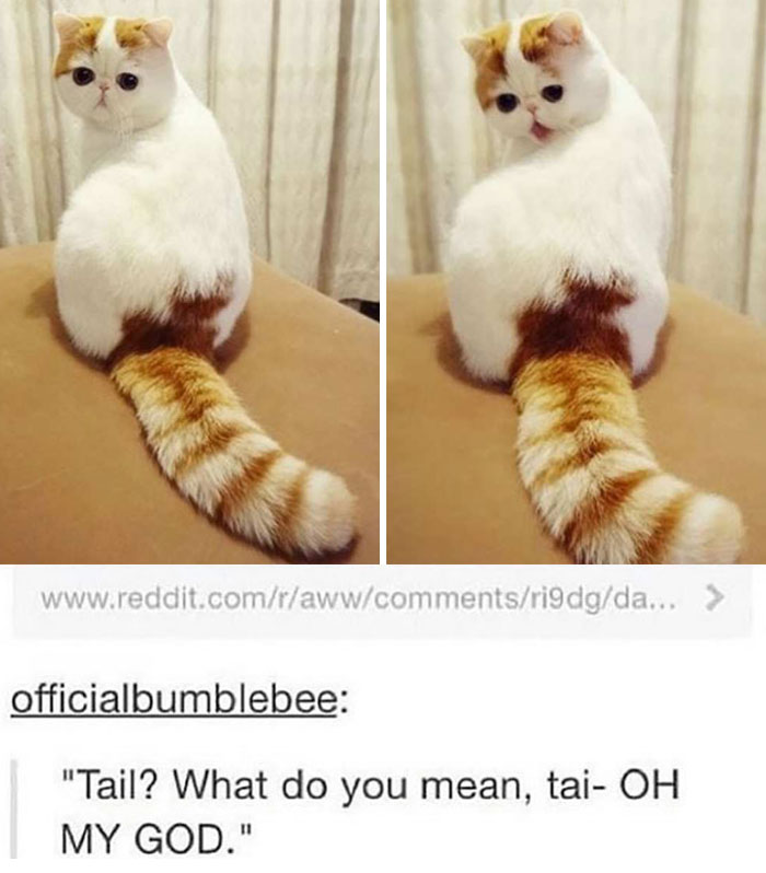 Your Daily Dose Of Kitty Content, Courtesy Of ‘Cattos Being Cattos’ (50 Posts) Your Daily Dose Of Kitty Content, Courtesy Of ‘Cattos Being Cattos’ (50 Posts)