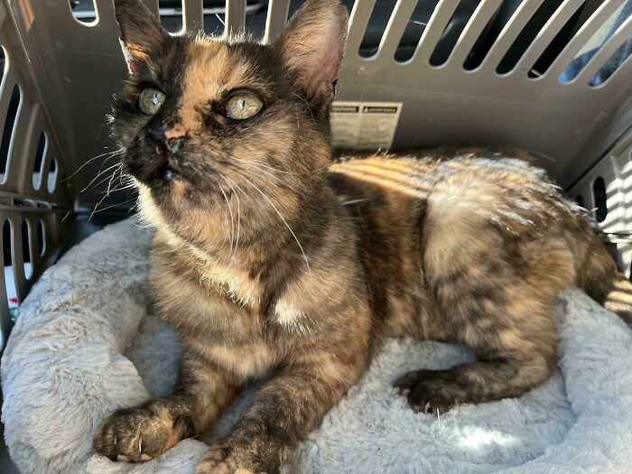 50 Wholesome Pics Of Pets Who Will Not Have To Be Alone Ever Again (January Edition) 50 Wholesome Pics Of Pets Who Will Not Have To Be Alone Ever Again (January Edition)