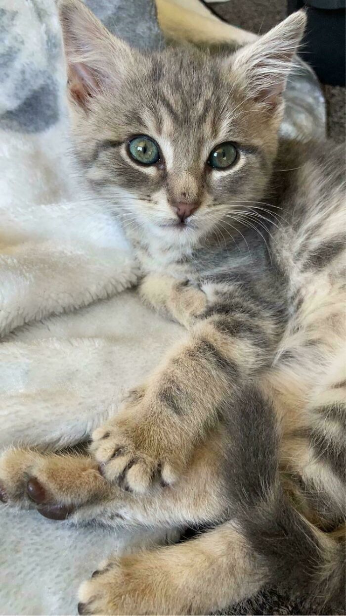 50 Wholesome Pics Of Pets Who Will Not Have To Be Alone Ever Again (January Edition) 50 Wholesome Pics Of Pets Who Will Not Have To Be Alone Ever Again (January Edition)