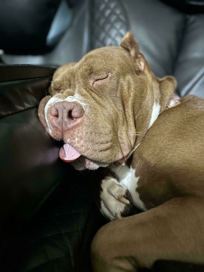 50 Wholesome Pics Of Pets Who Will Not Have To Be Alone Ever Again (January Edition) 50 Wholesome Pics Of Pets Who Will Not Have To Be Alone Ever Again (January Edition)