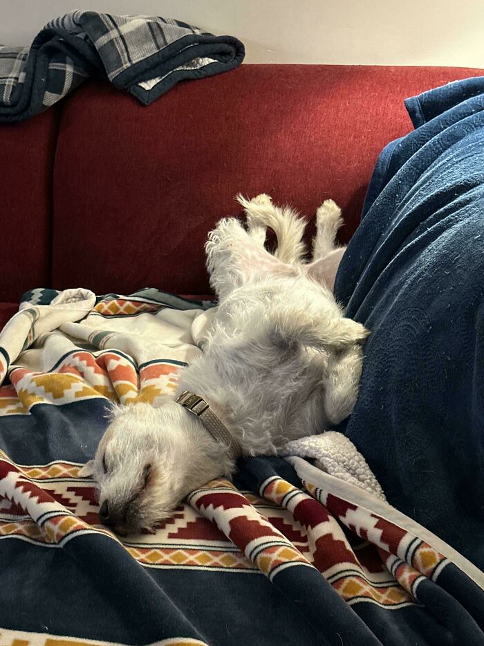 50 Wholesome Pics Of Pets Who Will Not Have To Be Alone Ever Again (January Edition) 50 Wholesome Pics Of Pets Who Will Not Have To Be Alone Ever Again (January Edition)