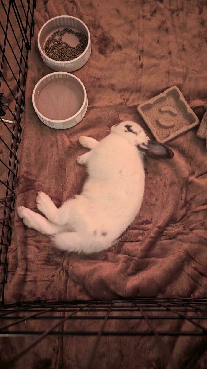 50 Wholesome Pics Of Pets Who Will Not Have To Be Alone Ever Again (January Edition) 50 Wholesome Pics Of Pets Who Will Not Have To Be Alone Ever Again (January Edition)