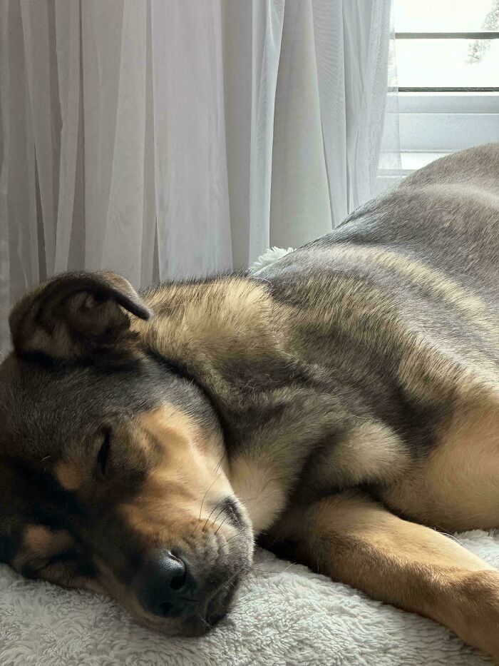 50 Wholesome Pics Of Pets Who Will Not Have To Be Alone Ever Again (January Edition) 50 Wholesome Pics Of Pets Who Will Not Have To Be Alone Ever Again (January Edition)