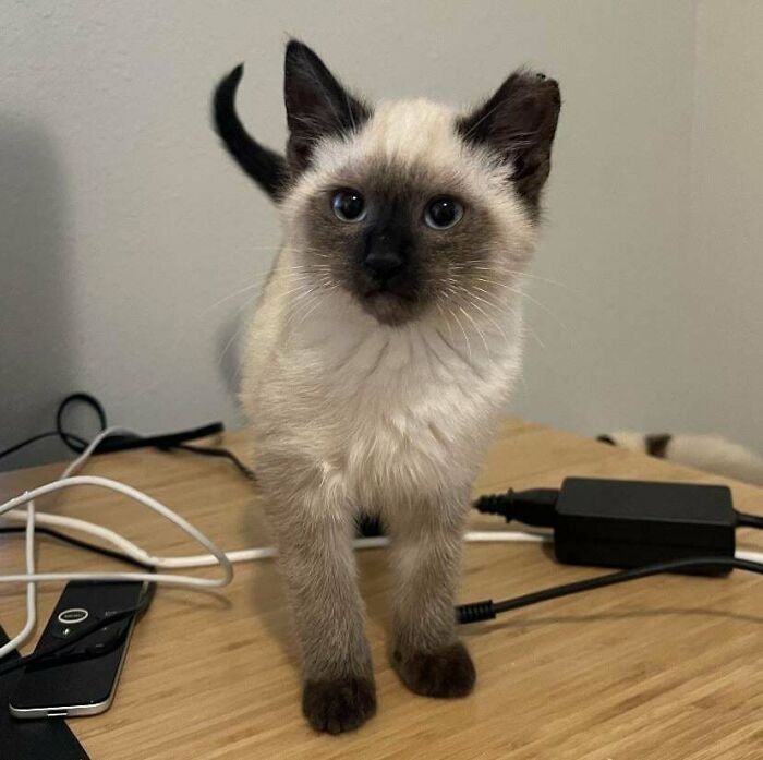 50 Wholesome Pics Of Pets Who Will Not Have To Be Alone Ever Again (January Edition) 50 Wholesome Pics Of Pets Who Will Not Have To Be Alone Ever Again (January Edition)