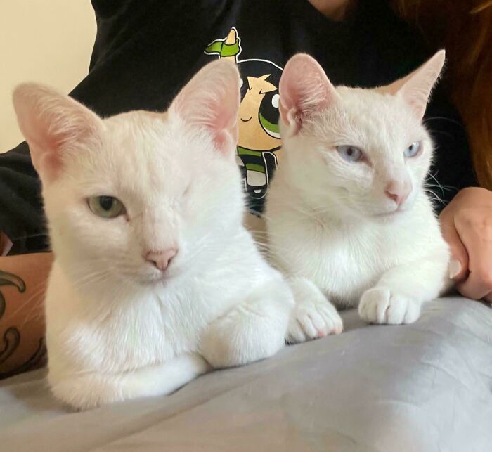 50 Wholesome Pics Of Pets Who Will Not Have To Be Alone Ever Again (January Edition) 50 Wholesome Pics Of Pets Who Will Not Have To Be Alone Ever Again (January Edition)