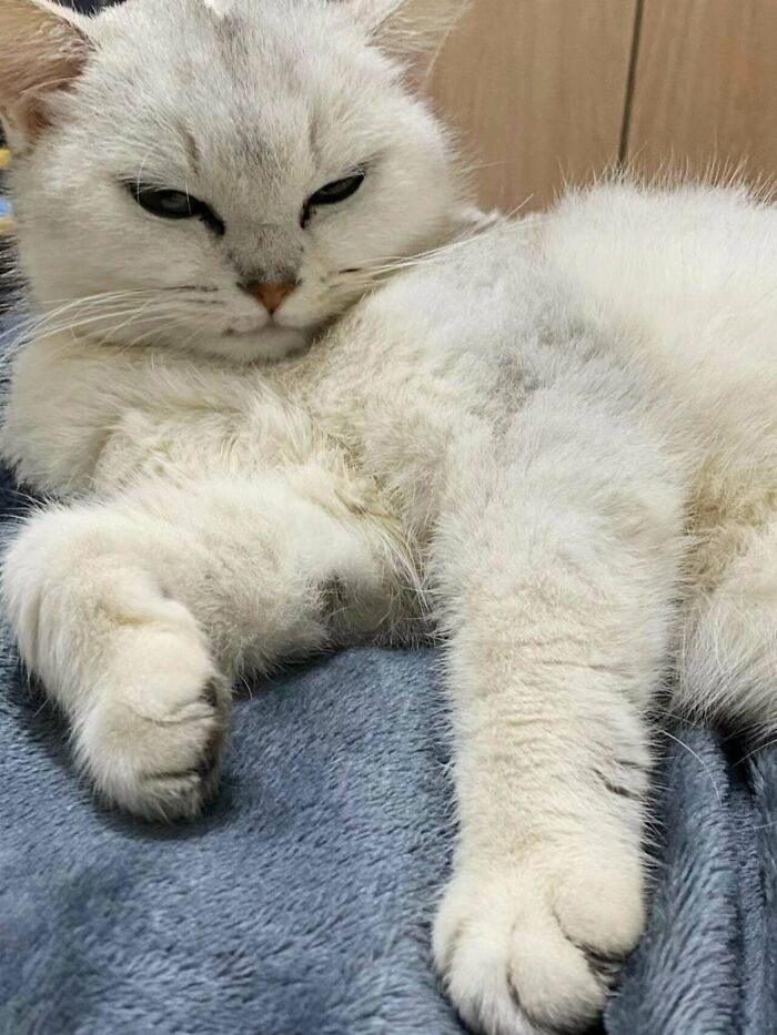 50 Wholesome Pics Of Pets Who Will Not Have To Be Alone Ever Again (January Edition) 50 Wholesome Pics Of Pets Who Will Not Have To Be Alone Ever Again (January Edition)