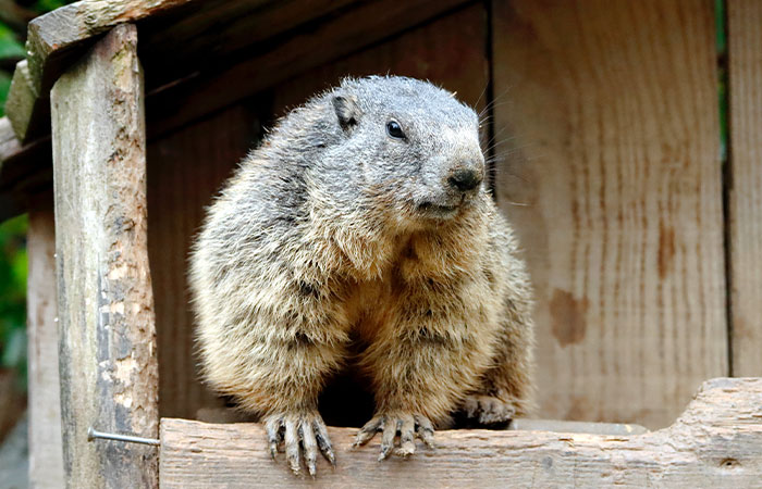 Crowd Witnesses Historic Groundhog Day As Punxsutawney Phil Doesn’t See His Shadow Crowd Witnesses Historic Groundhog Day As Punxsutawney Phil Doesn’t See His Shadow