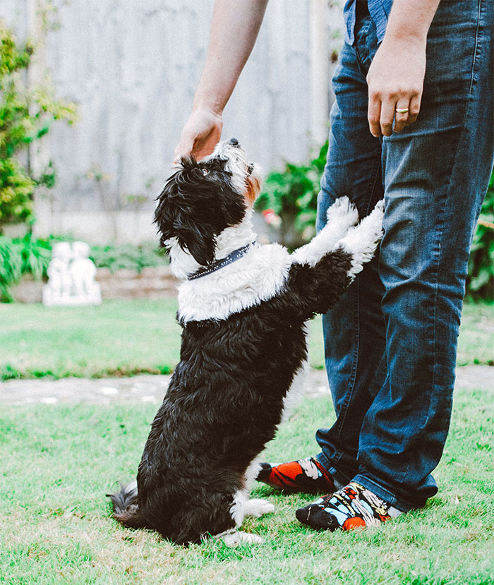 Woman Dumps Her BF After His Parents Warn Her Not To Leave Him Alone With Her Pets Woman Dumps Her BF After His Parents Warn Her Not To Leave Him Alone With Her Pets