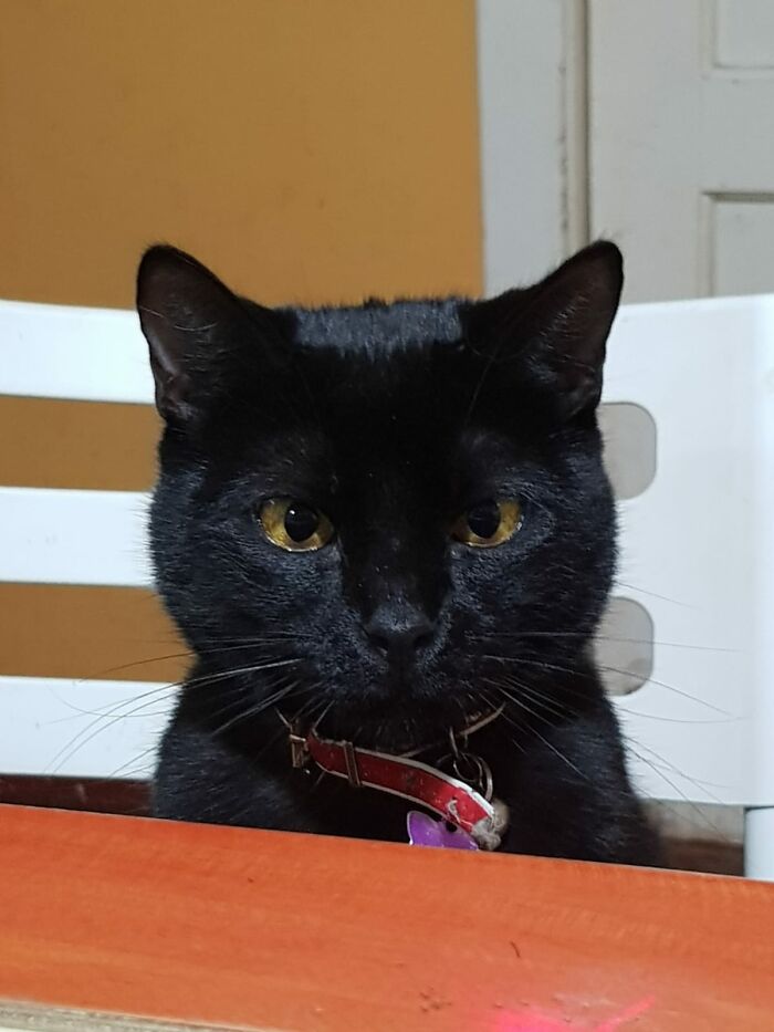 A Couple And Their 31 Four-Legged Family Members Found A Home After Their Video Asking For Help Went Viral A Couple And Their 31 Four-Legged Family Members Found A Home After Their Video Asking For Help Went Viral