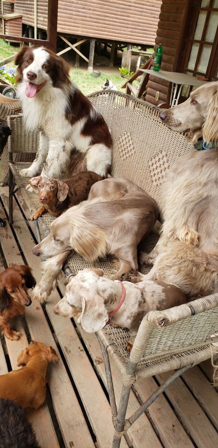 A Couple And Their 31 Four-Legged Family Members Found A Home After Their Video Asking For Help Went Viral A Couple And Their 31 Four-Legged Family Members Found A Home After Their Video Asking For Help Went Viral