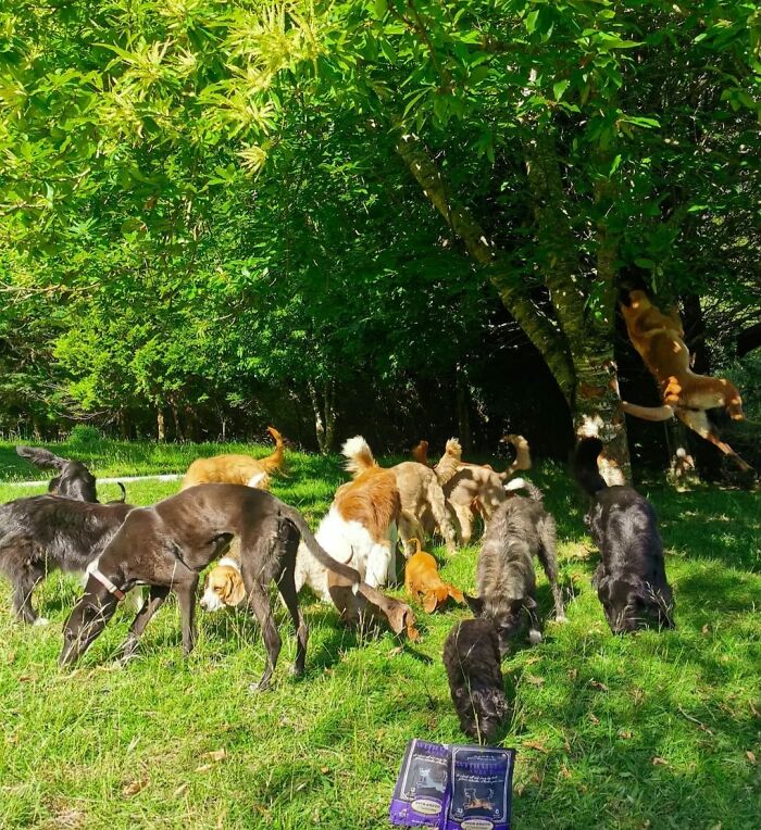 A Couple And Their 31 Four-Legged Family Members Found A Home After Their Video Asking For Help Went Viral A Couple And Their 31 Four-Legged Family Members Found A Home After Their Video Asking For Help Went Viral