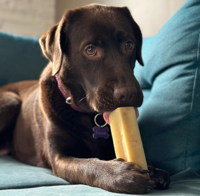 Can Dogs Eat Cheese? The Types of Cheese to Feed Your Dog and What to Avoid Can Dogs Eat Cheese? The Types of Cheese to Feed Your Dog and What to Avoid