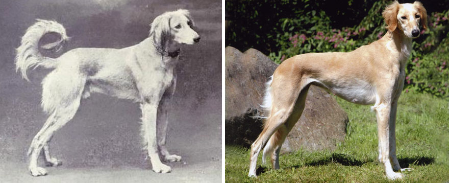 Saluki